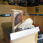 tsdf_Bienenmobil_2_150px