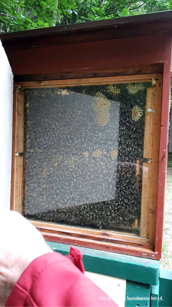 Bienenschaukasten am Baerenbachpfad